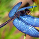 BlueDragonfly's Avatar